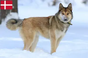 Read more about the article Laika-opdrættere og hvalpe i Danmark