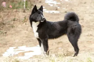 Read more about the article Laika opdrætter og hvalpe i Hovedstaden