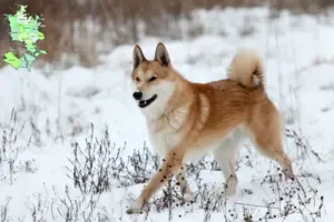 Read more about the article Laika-opdrættere og hvalpe på Sjælland
