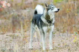 Read more about the article Laika opdrættere og hvalpe i Syddanmark