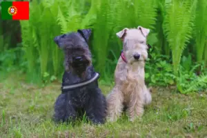 Read more about the article Lakeland Terrier opdrættere og hvalpe i Portugal