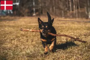 Read more about the article Lancashire Heeler opdrættere og hvalpe i Danmark