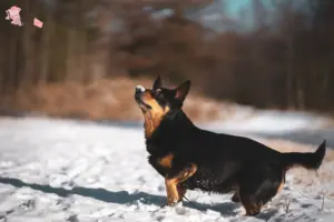 Read more about the article Lancashire Heeler opdrættere og hvalpe i Hovedstaden