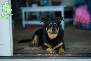 Read more about the article Lancashire Heeler opdrættere og hvalpe på Sjælland