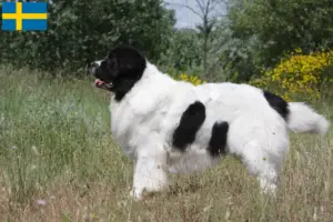 Read more about the article Landseer-opdrættere og hvalpe i Sverige