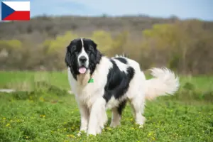 Read more about the article Landseer-opdrættere og hvalpe i Tjekkiet