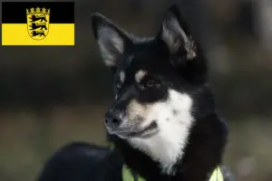 Read more about the article Lappiske rensdyrhundeopdrættere og hvalpe i Baden-Württemberg