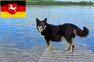 Read more about the article Lappiske rensdyrhundeopdrættere og hvalpe i Niedersachsen
