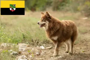 Read more about the article Lappisk rensdyrhundeopdrætter og hvalpe i Sachsen-Anhalt