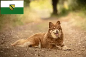 Read more about the article Lappiske rensdyrhundeopdrættere og hvalpe i Sachsen
