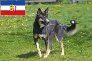 Read more about the article Lappiske rensdyrhundeopdrættere og hvalpe i Slesvig-Holsten