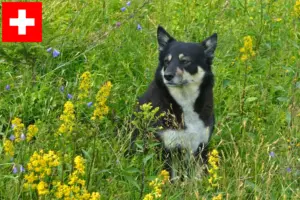 Read more about the article Lappiske rensdyrhundeopdrættere og hvalpe i Schweiz