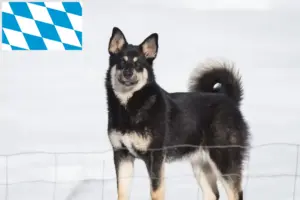 Read more about the article Lappiske rensdyrhundeopdrættere og hvalpe i Bayern