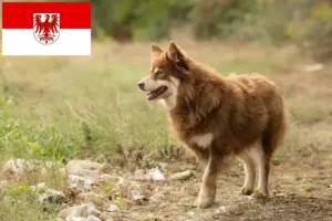 Read more about the article Lappisk rensdyrhundeopdrætter og hvalpe i Brandenburg