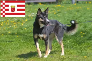 Read more about the article Lappisk rensdyrhundeopdrætter og hvalpe i Bremen