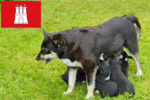 Read more about the article Lappisk rensdyrhundeopdrætter og hvalpe i Hamborg