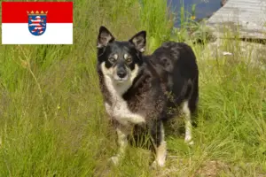 Read more about the article Lappiske rensdyrhundeopdrættere og hvalpe i Hessen