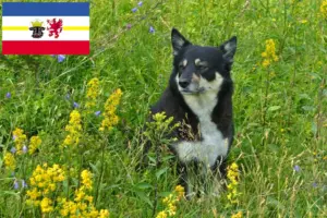 Read more about the article Lappisk rensdyrhundeopdrætter og hvalpe i Mecklenburg-Vorpommern