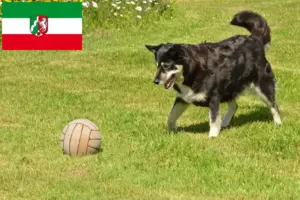 Read more about the article Lappiske rensdyrhundeopdrættere og hvalpe i Nordrhein-Westfalen