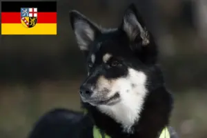 Read more about the article Lappisk rensdyrhundeopdrætter og hvalpe i Saarland