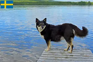 Read more about the article Lappisk rensdyrhundeopdrætter og hvalpe i Sverige