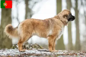 Read more about the article Leonberger opdrættere og hvalpe i Portugal