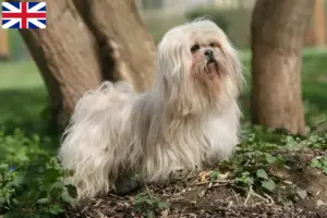 Read more about the article Lhasa Apso-opdrættere og hvalpe i Storbritannien
