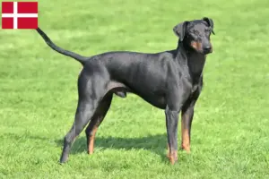 Read more about the article Manchester Terrier opdrættere og hvalpe i Danmark