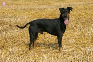 Read more about the article Manchester Terrier opdrætter og hvalpe i Hovedstaden
