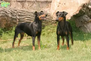 Read more about the article Manchester Terrier opdrættere og hvalpe i Midtjylland