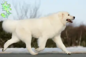 Read more about the article Maremma Abruzzi Sheepdog opdrættere og hvalpe på Sjælland