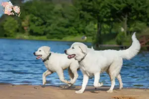 Read more about the article Maremma Abruzzi Sheepdog opdrættere og hvalpe i Syddanmark