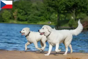 Read more about the article Maremma Abruzzo Sheepdog opdrættere og hvalpe i Tjekkiet