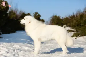 Read more about the article Maremma Abruzzi Sheepdog opdrættere og hvalpe i Hovedstaden