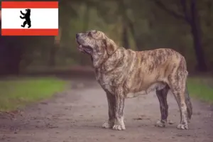 Read more about the article Mastín Español opdrættere og hvalpe i Berlin