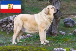 Read more about the article Mastín Español opdrættere og hvalpe i Slesvig-Holsten