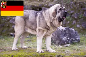 Read more about the article Mastín Español opdrættere og hvalpe i Rheinland-Pfalz