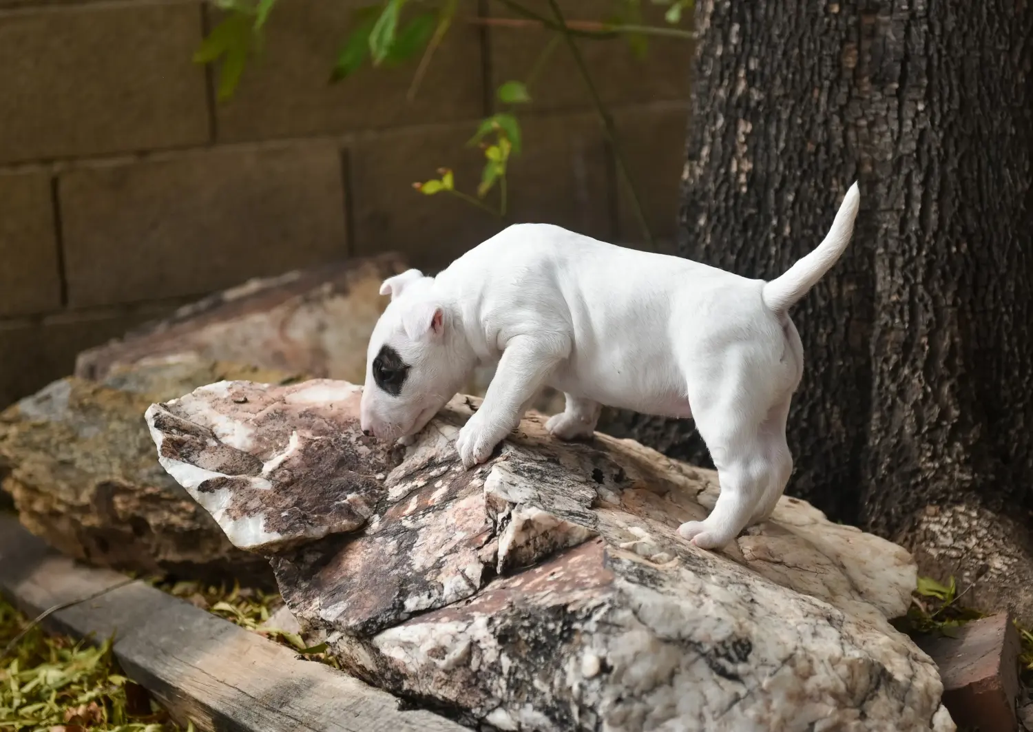 At købe en Miniature Bull Terrier-hvalp betyder at tage ansvar! Køb Miniature Bull Terrier-hvalpe.