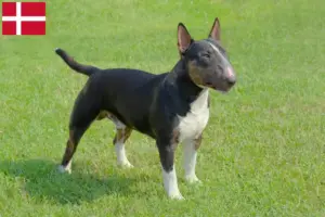 Read more about the article Miniature Bull Terrier opdrættere og hvalpe i Danmark