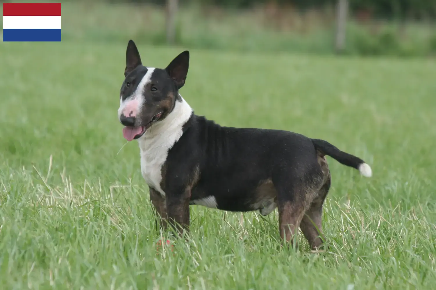 Miniature Bull Terrier hvalpe og opdrættere Holland Find opdrættere af Miniature Bull Terrier i Holland.