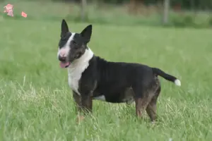 Read more about the article Miniature Bull Terrier opdrættere og hvalpe i Hovedstaden