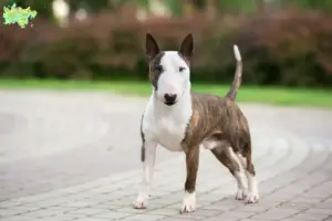 Read more about the article Miniature Bull Terrier opdrættere og hvalpe i Midtjylland