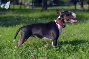 Read more about the article Miniature Bull Terrier opdrættere og hvalpe i Nordjylland