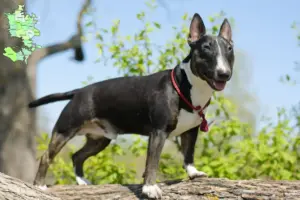 Read more about the article Miniature Bull Terrier opdrættere og hvalpe på Sjælland