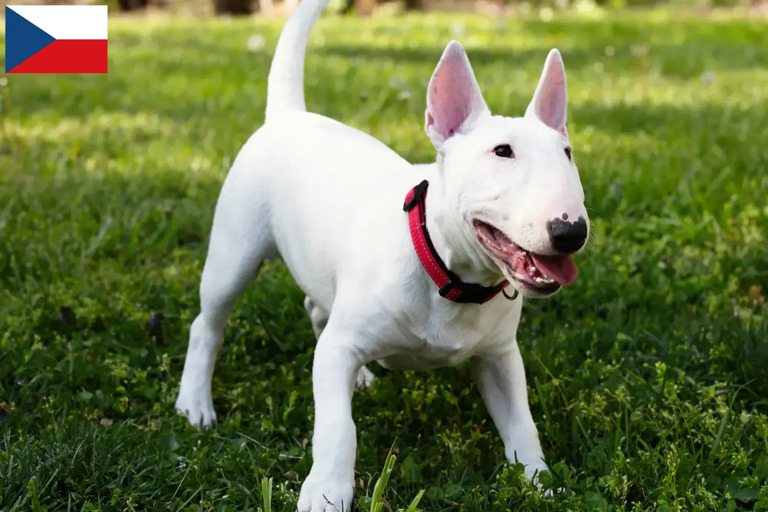 Miniature Bull Terrier hvalpe og opdrættere Tjekkiet Find opdrættere af Miniature Bull Terrier i Tjekkiet.