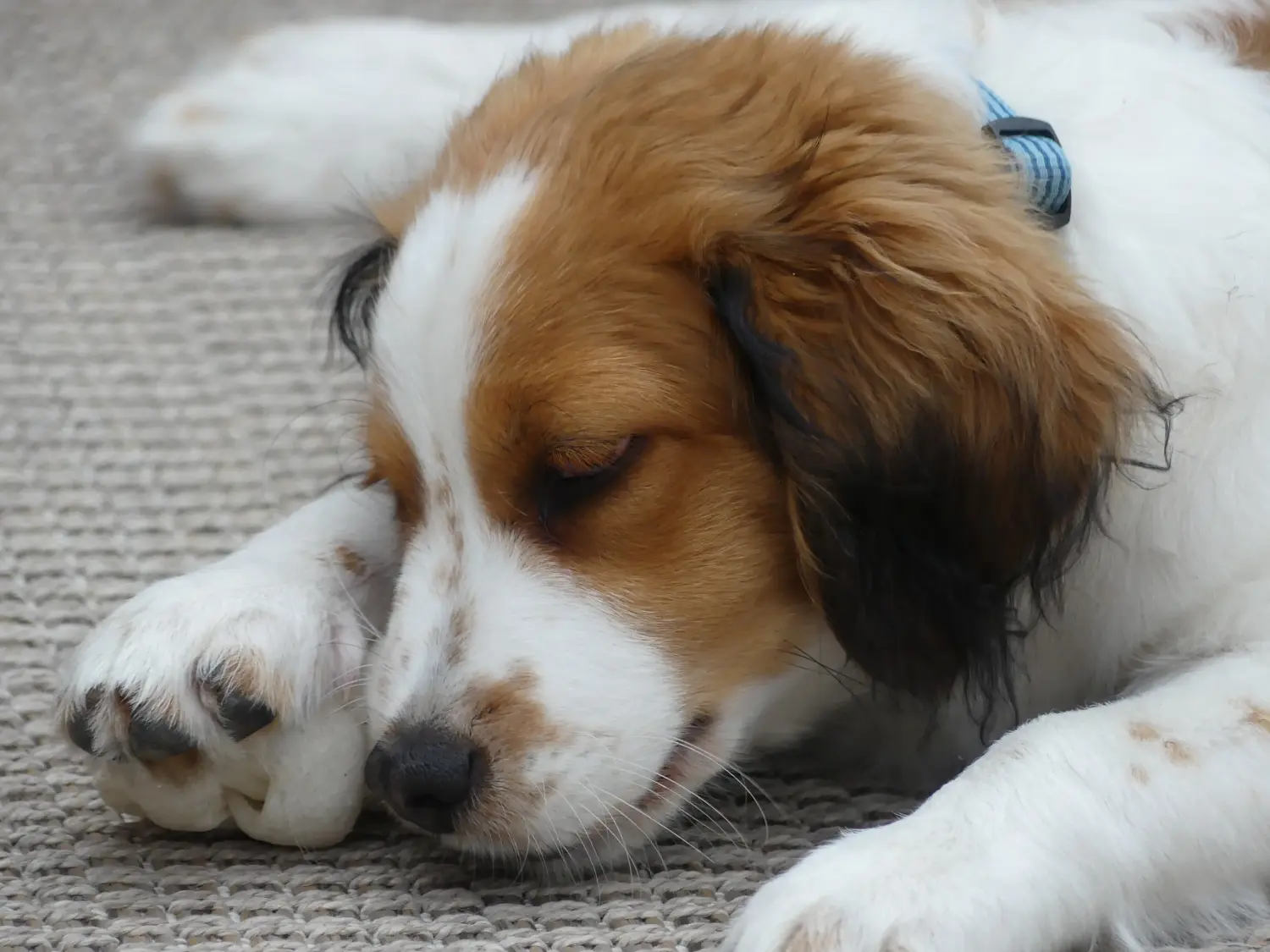 At købe en hollandsk Kooikerhondje-hvalp betyder at tage ansvar! Køb hollandske Kooikerhondje-hvalpe.