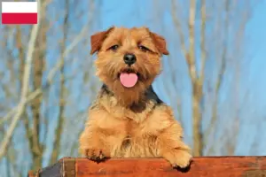 Read more about the article Norfolk Terrier opdrættere og hvalpe i Polen