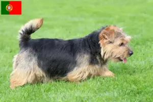 Read more about the article Norfolk Terrier opdrættere og hvalpe i Portugal