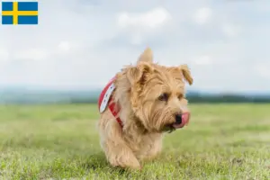Read more about the article Norfolk Terrier opdrættere og hvalpe i Sverige