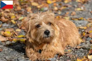 Read more about the article Norfolk Terrier opdrættere og hvalpe i Tjekkiet